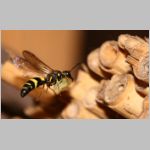 Symmorphus gracilis - Lehmwespe 16 beim Nesteintrag fdet11.jpg